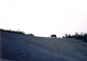 AlaskaBearcub