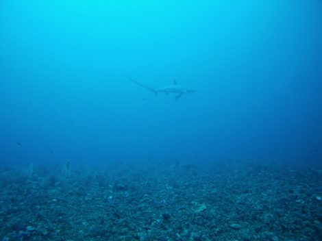 Copyright Michael Bencik 2013