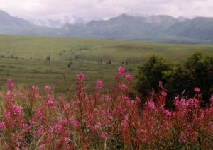 Denali National Park, Copyright 2001 Michael Bencik