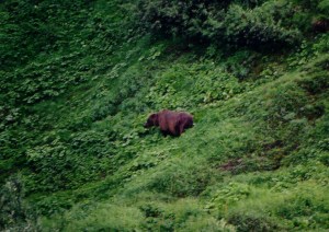 Denali National Park, Copyright 2001 Michael Bencik