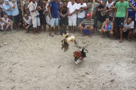Cock Fight, Malapascua. Copyright Michael Bencik 2014