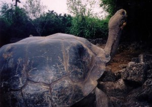 GalapagosTortoisLonesomeGeorge2